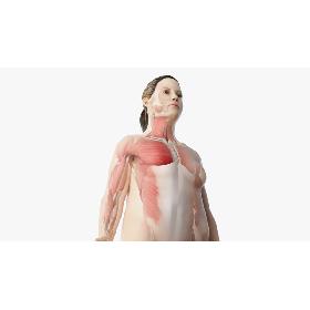 3D模型-Obese Female Skin, Skeleton And Muscles model
